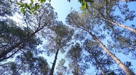 China: China makes remarkable strides in forestry breeding over past 5 years