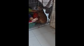 Girl climbs into kennel to cuddle up with pet dog