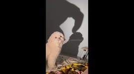 Dog terrified by giant hand shadow on the wall