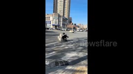 Dog on hind legs pushes elderly owner in wheelchair across road