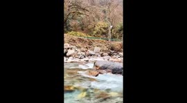 Monkey shimmies across rope bridge to reach tourist and steal her bag