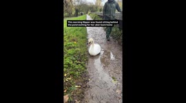Heartwarming moment Londoners rescue swan and reunite it with mate