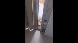 Tiny Turtle's Amazing Gate Escape: A Vietnam Home Invasion!