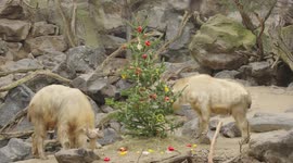 Goats tuck into Christmas treats at Vienna Zoo in Austria