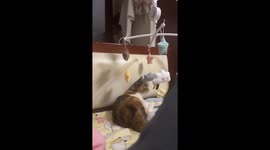 Pet cat plays with baby's hanging mobile in bed