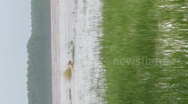 India: Wild Blue Cow Swept Away in River Floods