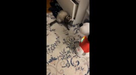 Ferret “war dances” with Christmas Snoopy—TikTok clip hits 26K views