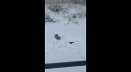 Bobcat Kitten Playing With a Bunny