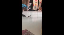 Hamster amusingly carries a spoon around a living room in West Java, Indonesia
