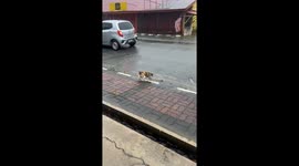 Mother cat carries her kitten during heavy rain in Jeli, Malaysia
