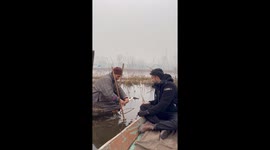 Dal Lake harvester showcases traditional Nadru technique—viral clip highlights Kashmir’s “Gold of the Valley”