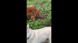Dog Intently Studies Digging Rodent