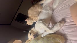 South Korea: Cat Turns Sleeping Dog into Personal Treadmill