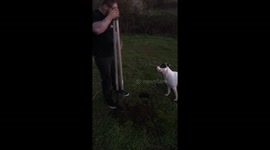 Happy Dog Helps Dad Dig Holes