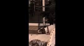 Pup Likes to Share His Dinner