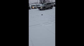 Injured pigeon nearly run over outside bank—TikTok clip reaches 623.4K views