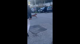 Dog hilariously chases a chicken in Lisbon, Portugal