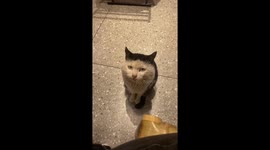 Stray Chinese cat suddenly rolls its eyes white in shop