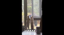 Two cats curiously watch children outside in Zhejiang, China