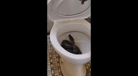 Giant python found curled up inside toilet at hair salon in Malaysia