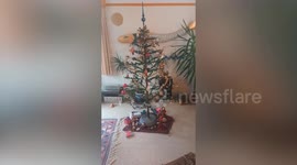 One of world's 'oldest Christmas tree' on display for 115th year in a row