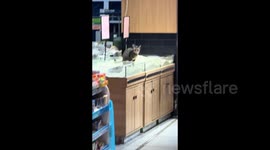 Shocking moment cat defecates on rice at Chinese supermarket, store forced to issue product recall