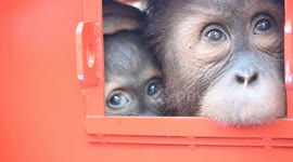 Thailand repatriates four orangutans to Indonesia in conservation effort