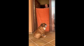 Unbothered dog ignores owner’s disappearing trick in Cáceres, Spain