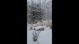 Heavy snowfall blankets wooded areas ahead of Christmas in New Jersey, USA