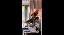 Peacock flies into a classroom in Yunnan, China