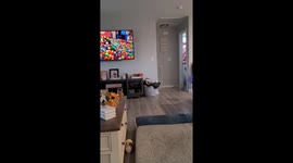 Great Dane Gets His Favorite Human