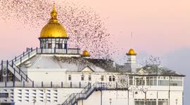 Thousands of Starlings flock to Eastbourne Pier on Christmas Eve. East Sussex, UK