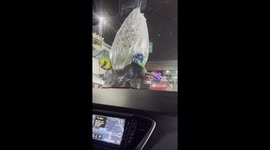 Couple Scooters Away With Christmas Tree