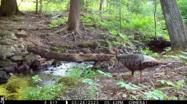 Bobcat Misses Out on Turkey Dinner