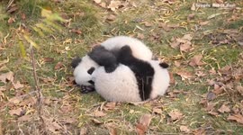 China: Giant panda cubs seen enjoying boisterous playtime