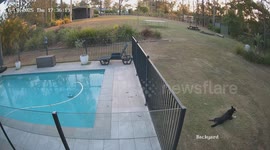 Distraction While Leaf Blowing Leads To Swimming Pool Fall