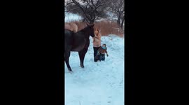 Horse Picks Up Toddler Looking for Treats
