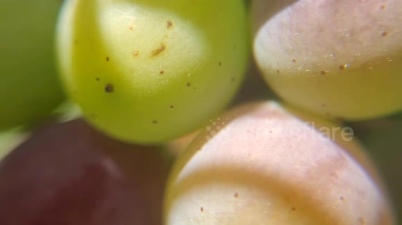 Intimate 4K macro footage of grapes on vine in veraison stage, full sunlight. Grapes pass one by one in extreme close-up, showing skin texture, color shift from green to red/purple, shine and dew reflections.