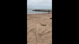 Sea Lion Paddling in the Sand