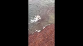 Catching 2 fish on 1 lure