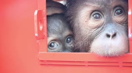 Thailand repatriates four orangutans to Indonesia in conservation effort