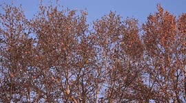 Hundreds of birds fill every branch of winter trees in China