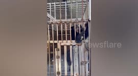 Lions and black bears found confined at casino at border in eastern Thailand