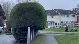Council make grandad cut down hedge after 'nosy neighbour' complains