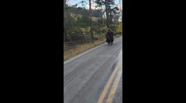 Wild bison strolls past pickup in Yellowstone—TikTok clip surpasses 10M views