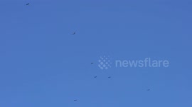 Amazing bird show in a clear blue sky above my house at Pathumthani, Thailand.