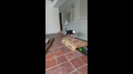 Teaching A Dog To Skateboard Ramps