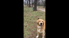 Chickens Wanted to Play Fetch Too!