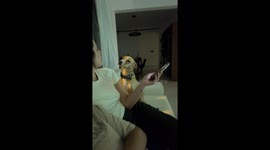 Dog Pleads to Stay on the Couch