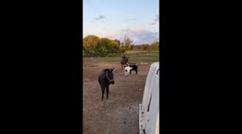Small Goat Does Parkour on a Donkey